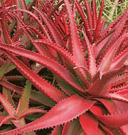 cameronii Aloe Seeds, Herbal
