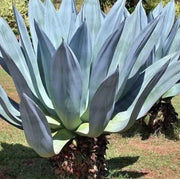 Blue Maguey Aloe Seeds, Herbal