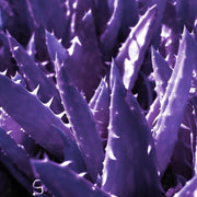 Dark Violet Aloe Seeds, Herbal