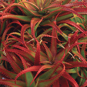 Green Red Aloe Seeds, Herbal