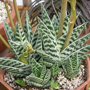 Green variegata Aloe Seeds, Herbal