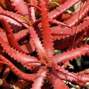 cameronii Aloe Seeds, Herbal