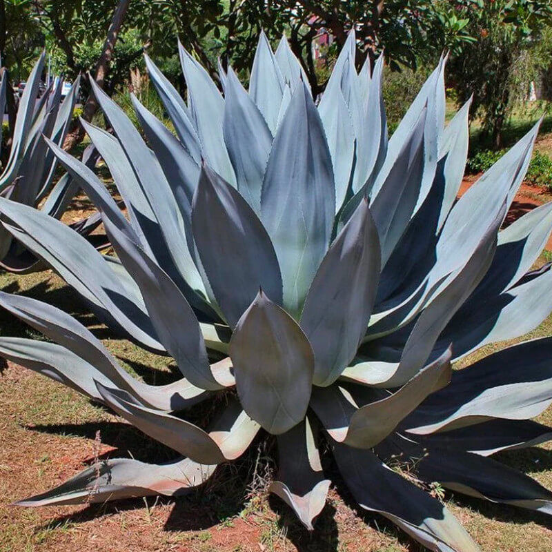 Blue Maguey Aloe Seeds, Herbal