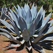 Blue Maguey Aloe Seeds, Herbal