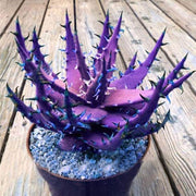 Dark Violet Aloe Seeds, Herbal