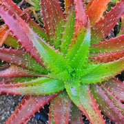 Green Red Aloe Seeds, Herbal