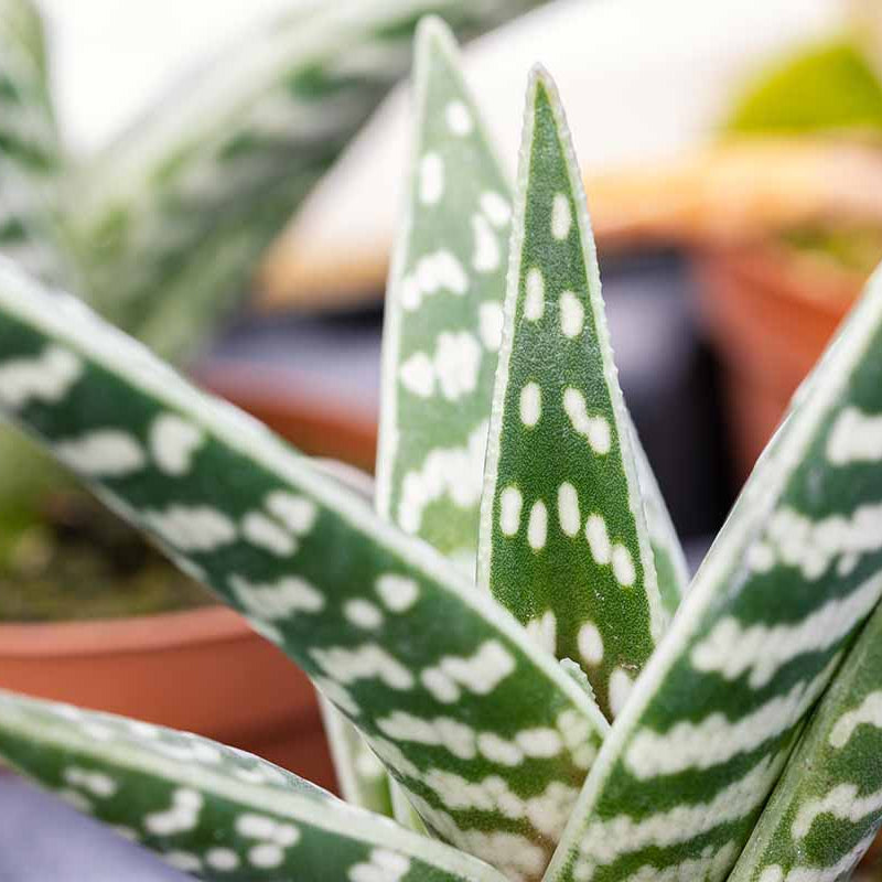Green variegata Aloe Seeds, Herbal