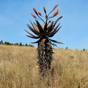 Marlothii Aloe Seeds, Herbal