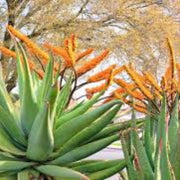 Marlothii Aloe Seeds, Herbal