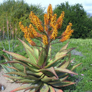 Marlothii Aloe Seeds, Herbal
