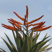 Marlothii Aloe Seeds, Herbal