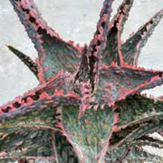 Mixed Vera Aloe Seeds, Herbal