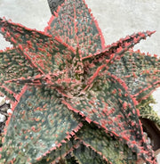 Mixed Vera Aloe Seeds, Herbal