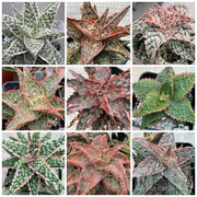 Mixed Vera Aloe Seeds, Herbal