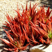 cameronii Aloe Seeds, Herbal