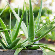 Green Aloe Vera Seeds, Herbal