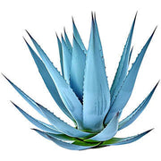 Premium Sky Blue Aloe Vera Seeds