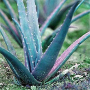 Premium Sky Blue Aloe Vera Seeds