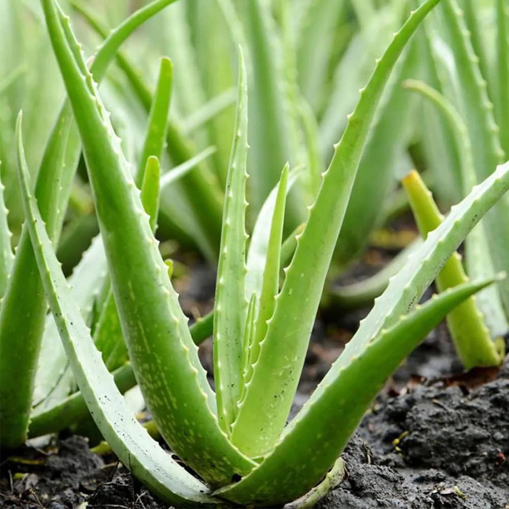 Aloe Vera Seeds - Herbal Seeds