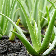 Aloe Vera Seeds - Herbal Seeds