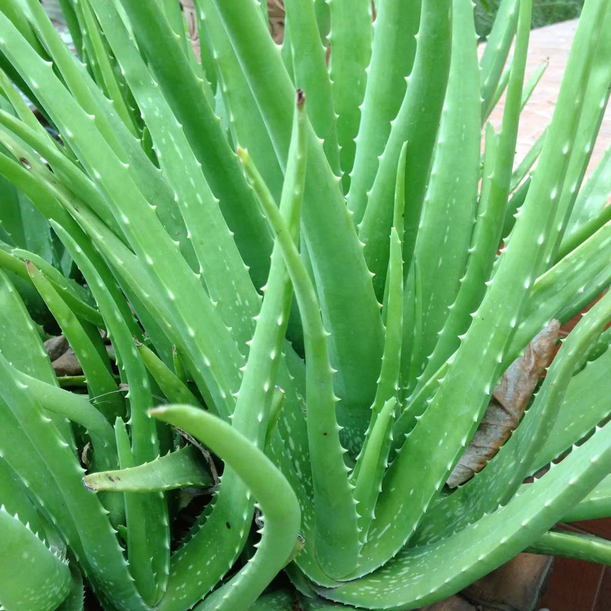Aloe Vera Seeds – Aloe barbadensis miller