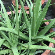 Aloe Vera Seeds – Aloe barbadensis miller