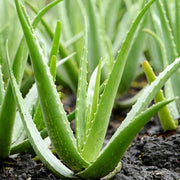Green Aloe Vera Seeds, Herbal