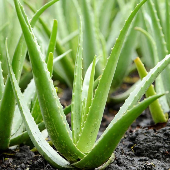 Green Aloe Vera Seeds, Herbal