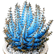 Premium Sky Blue Aloe Vera Seeds