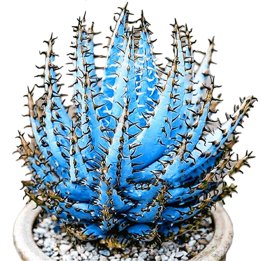 Premium Sky Blue Aloe Vera Seeds