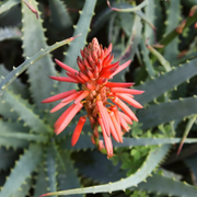 Succulent Plant Aloe Vera Seeds
