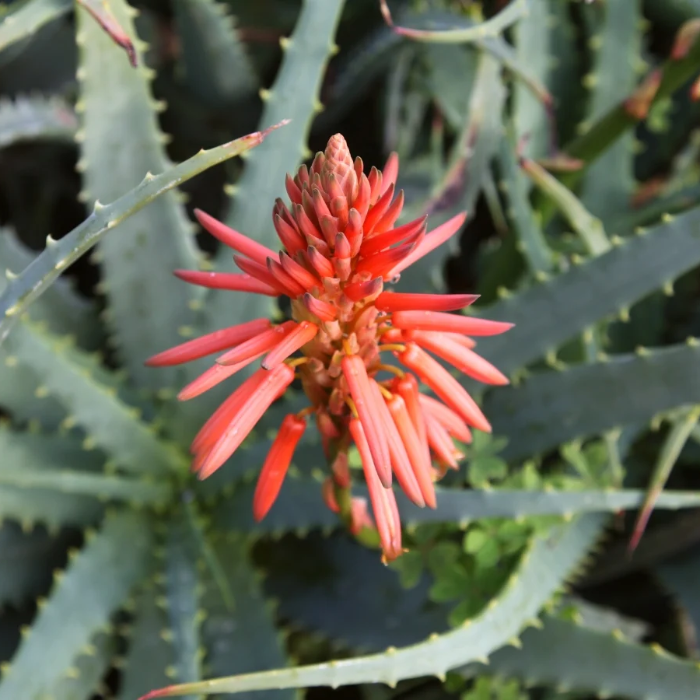 Succulent Plant Aloe Vera Seeds