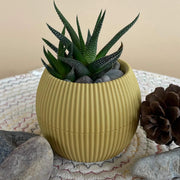 Aloe Vera Seeds, Aloe barbadensis miller