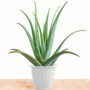 Aloe Vera Seeds, Aloe barbadensis miller