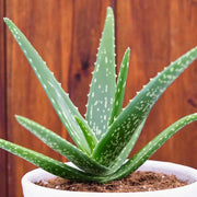 Aloe Vera Seeds, Aloe barbadensis miller