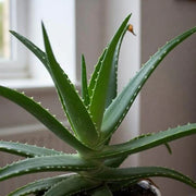 Aloe Vera Seeds, Aloe barbadensis miller