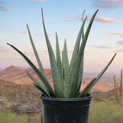 Aloe Vera Seeds, Aloe barbadensis miller