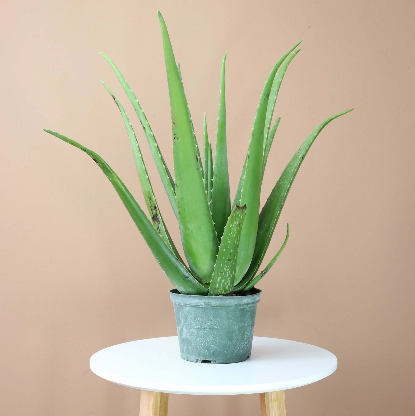 Aloe Vera Seeds, Aloe barbadensis miller