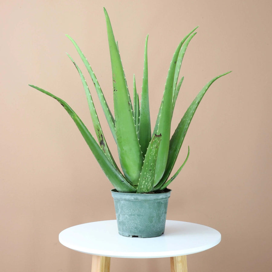 Aloe Vera Seeds, Aloe barbadensis miller