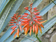Succulent Plant Aloe Vera Seeds