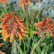 Succulent Plant Aloe Vera Seeds