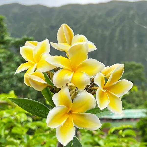 Aloha Seeds