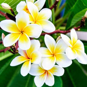 Aloha Seeds