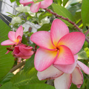 Aloha Seeds