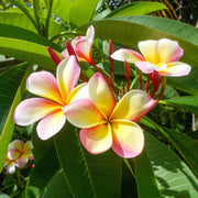 Aloha Seeds