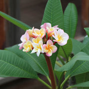 Aloha Seeds