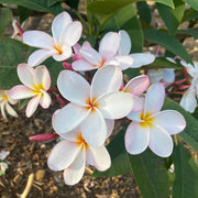Aloha Seeds