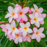 Aloha Seeds