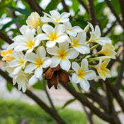 Aloha Seeds