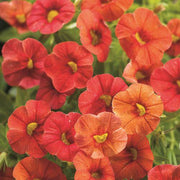 Aloha Series Seeds - Flower Plant